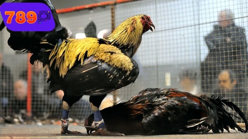 Thời điểm thích hợp để cắt cựa gà