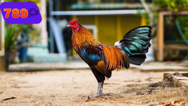 Dụng cụ cần chuẩn bị khi cắt cựa gà