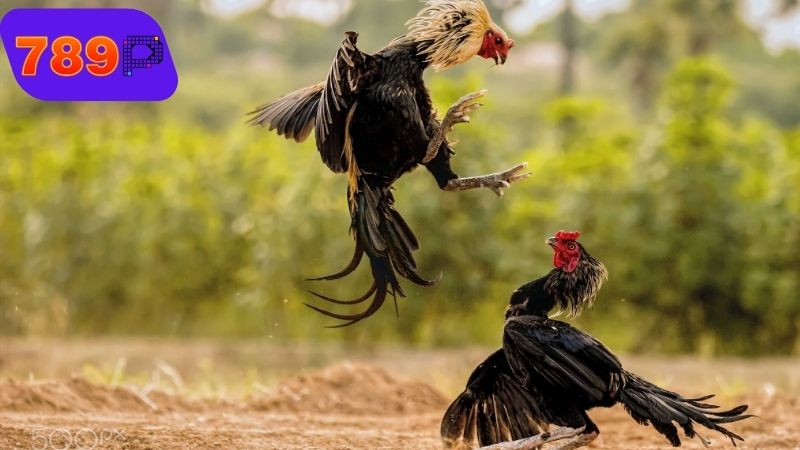 Lưu ý sau khi cắt cựa gà