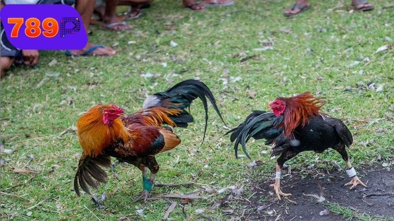 Cách tham gia đá gà casino 789p dễ hiểu cho người mới