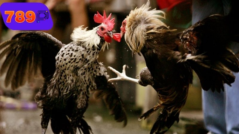 Các loại hình đá gà casino phổ biến