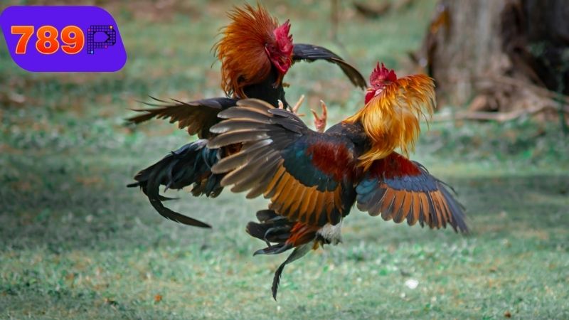 Gà đá thua trước trận là gì?