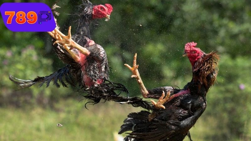 Dấu hiệu nhận biết gà có nguy cơ gà đá thua trước trận