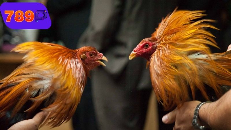 ga-da-thua-truoc-tran