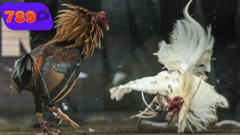 Những vảy gà linh phổ biến hiện nay