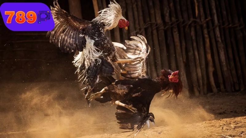 Đặc điểm nhận biết những vảy gà linh chuẩn