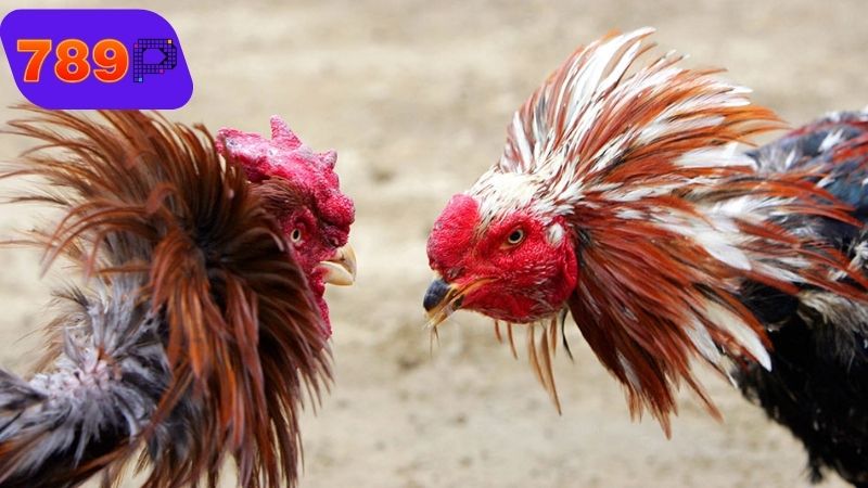 Thuốc đá gà bịp là gì và tác dụng thực sự ra sao?