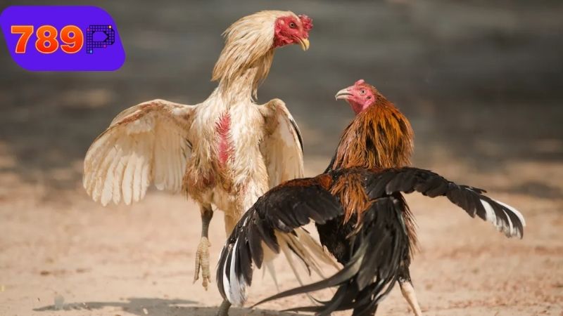 Các loại thuốc đá gà bịp phổ biến hiện nay