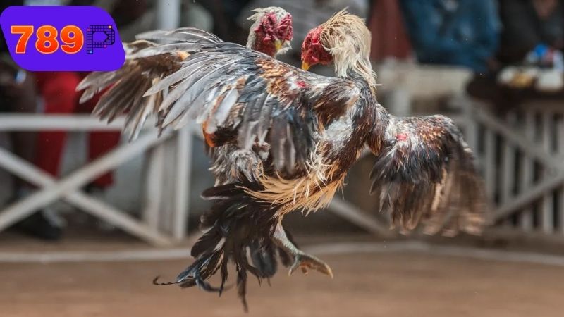 Rủi ro khi sử dụng thuốc đá gà bịp